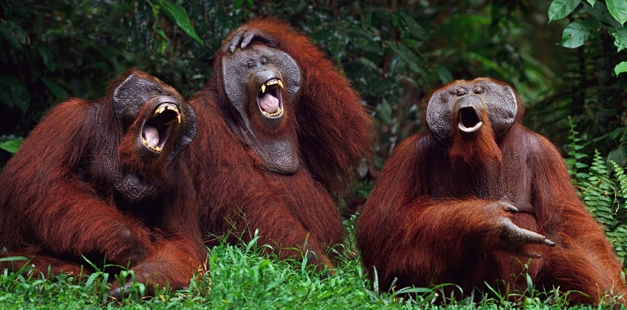 Which animals can laugh